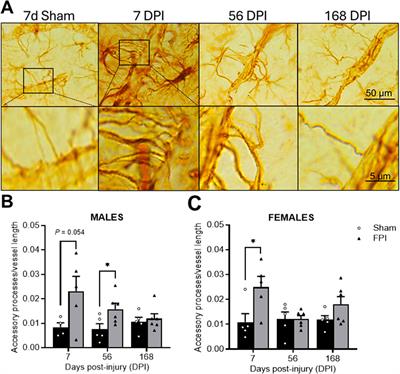 Sex-dependent temporal changes in astrocyte-vessel interactions following diffuse traumatic brain injury in rats